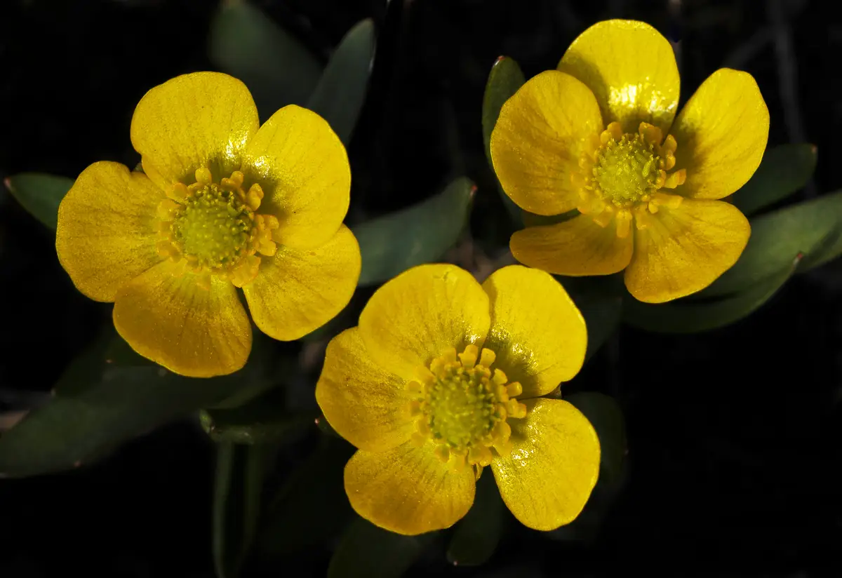 Early Butter Cups, yellow flowers bloominng in early April, Rocky Mountain National Park Tours Early Butter Cups, yellow flowers bloominng in early April